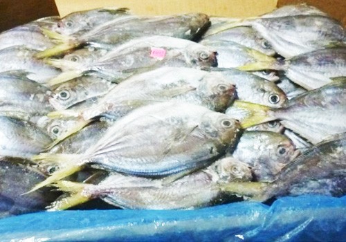 Frozen Butterfish - GLOBAL IMPORT AND EXPORT GROUP
